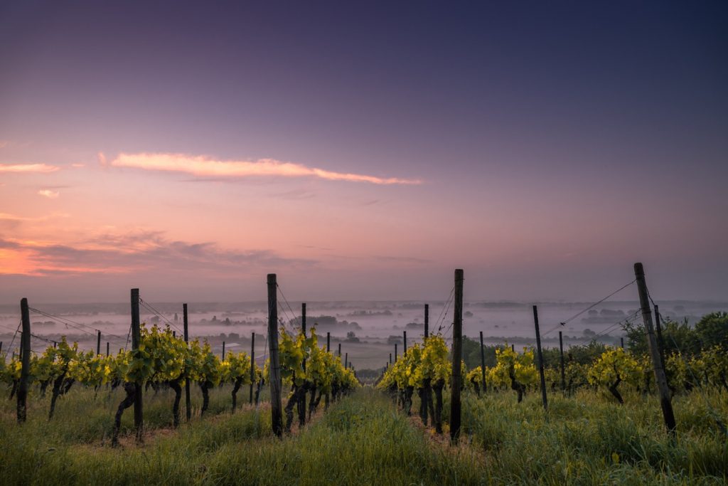 bodega vinedos campo