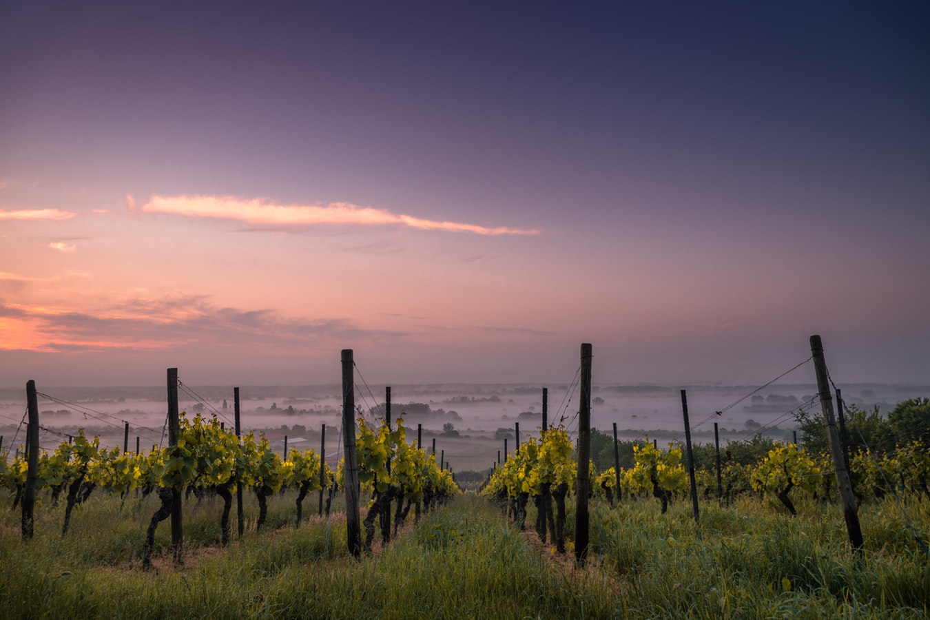 bodega vinedos campo