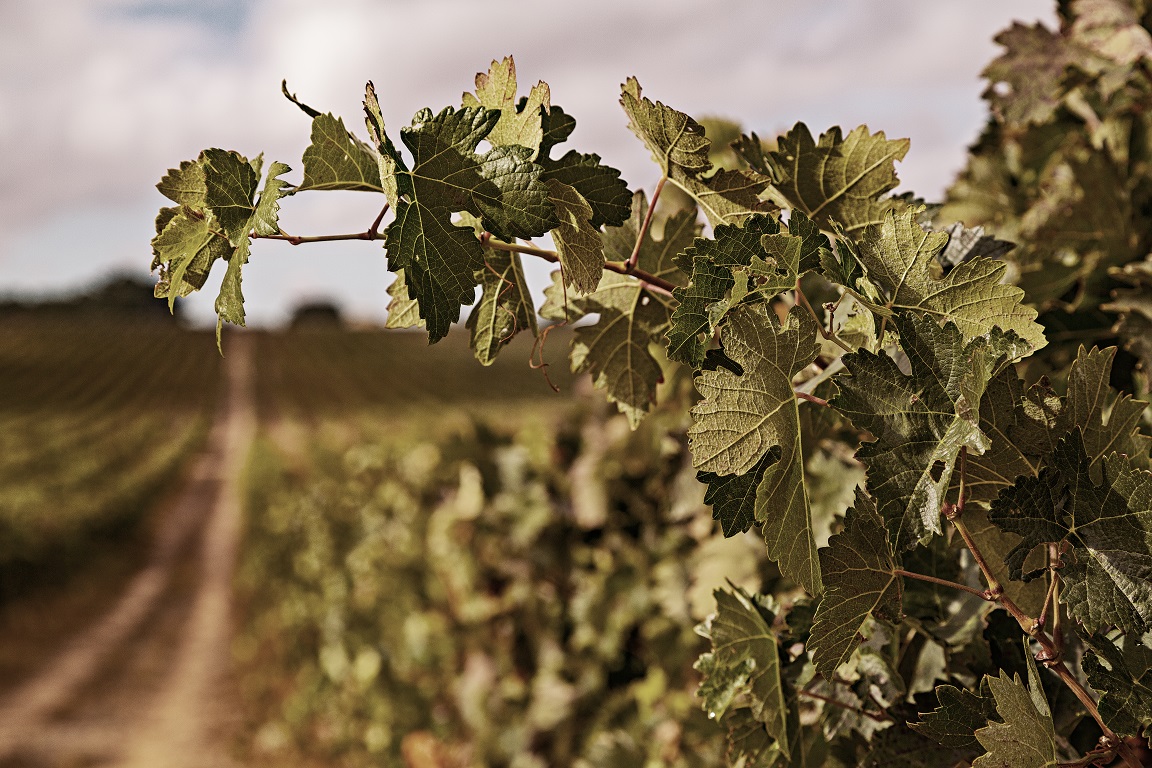 viñedo la rioja