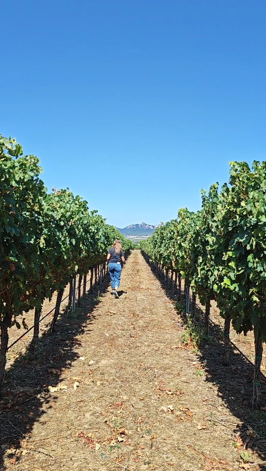 Diario de Vendimia en Bodegas Franco-Españolas