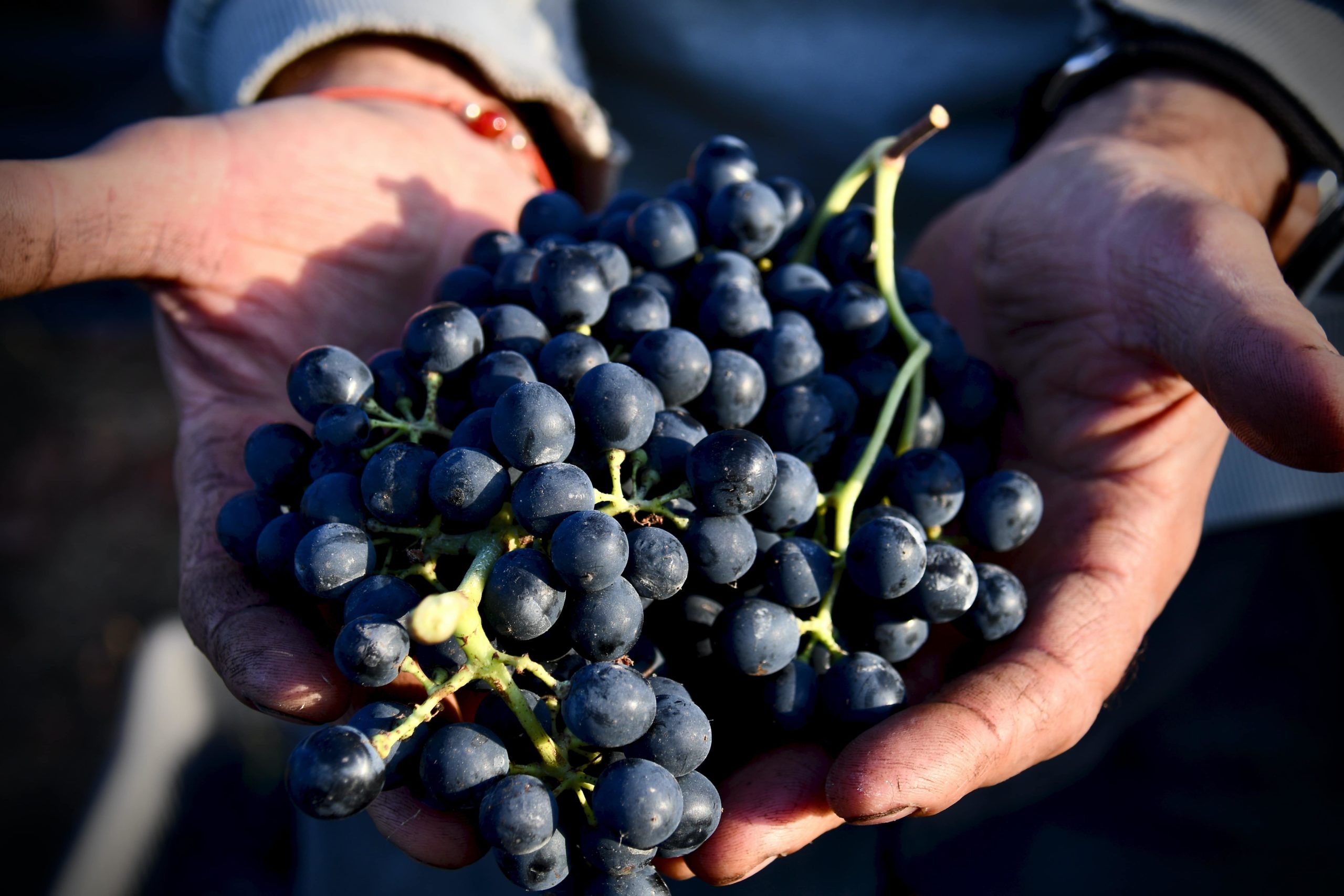 beneficios de las uvas