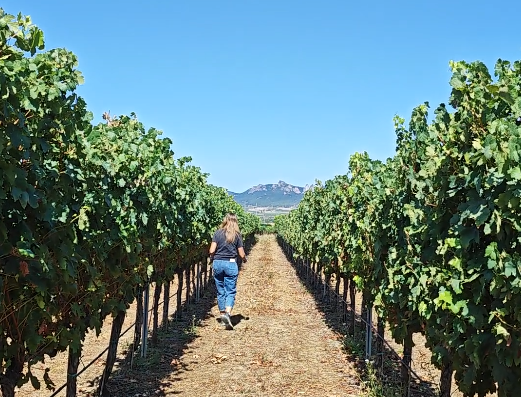 Diario de Vendimia en Bodegas Franco-Españolas