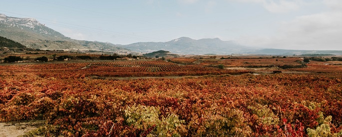 ¿Afecta el cambio climático a la elaboración de vino?