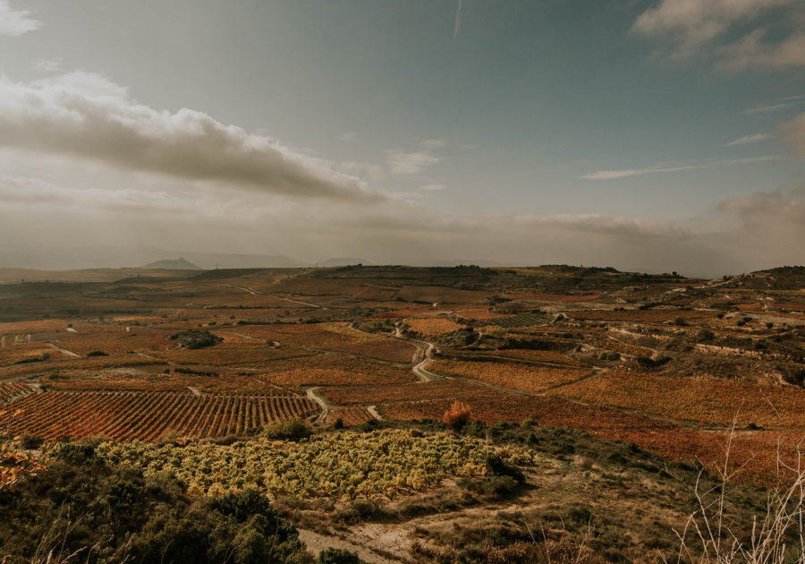 Paisaje viñedos