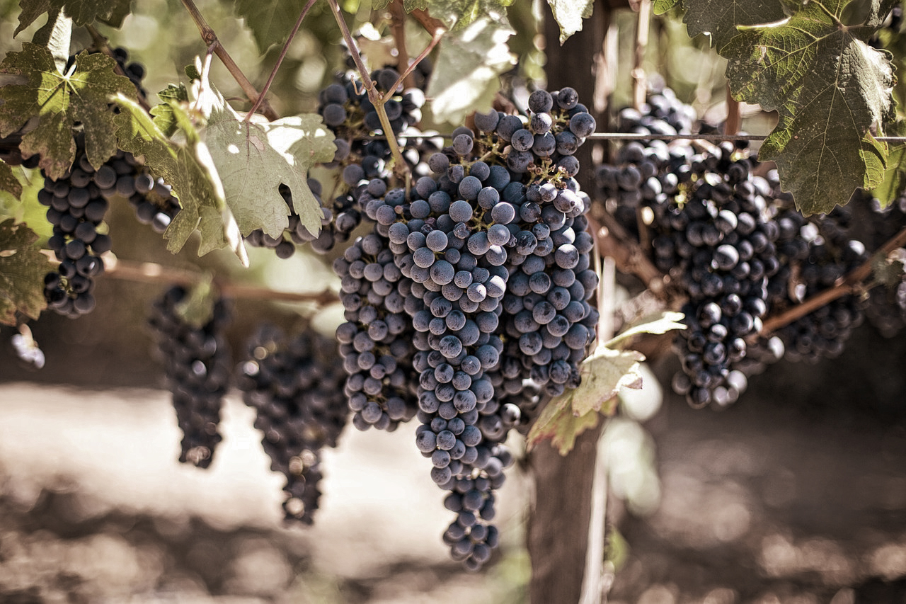 Variedades de uva tradicionales de Rioja