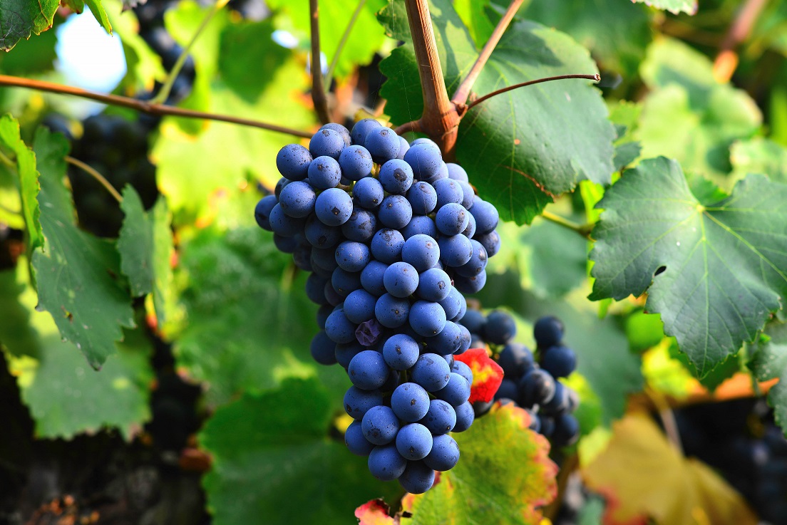 Hollejos de la uva: qué son y para qué sirven