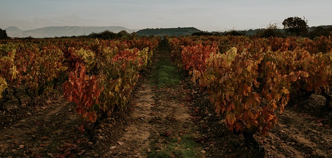 Rioja Alavesa Viñedo