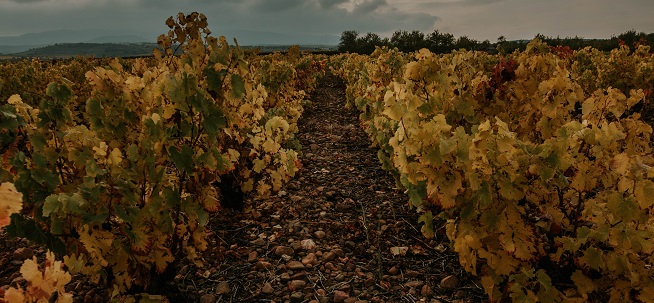 Viñedo Rioja Alavesa