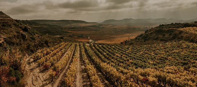Subzonas viñedo Rioja