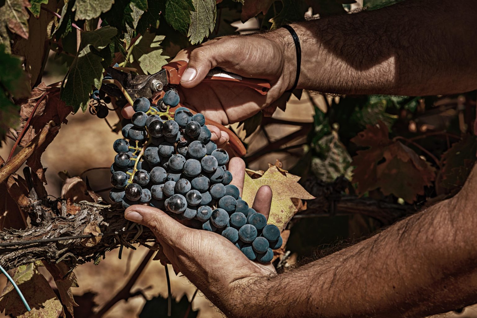Qué es la vendimia y en qué consiste esta época de cosecha de la uva DeCosechaPropia Qué es la vendimia y en qué consiste esta época de cosecha de la uva DeCosechaPropia