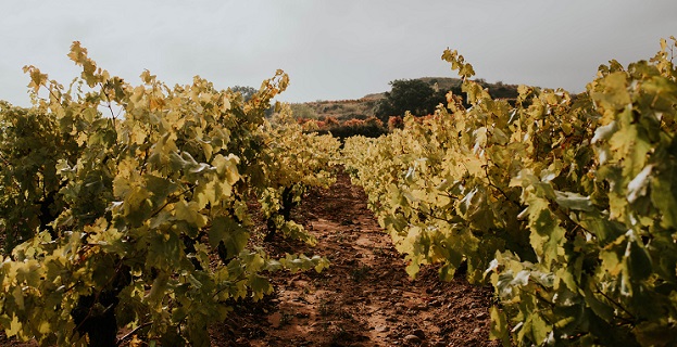 Viñedo Rioja Alta