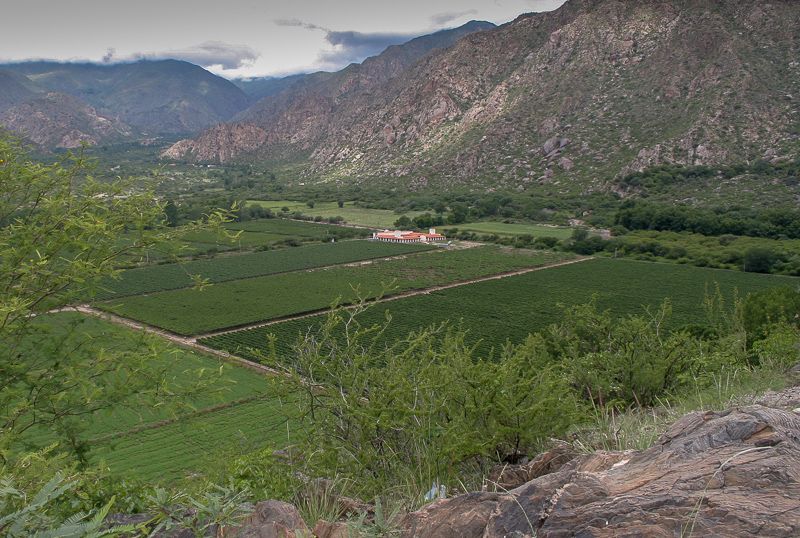 vinedos en cafayate