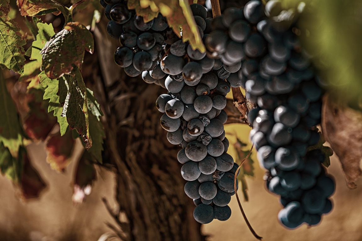 vinos reserva y gran reserva