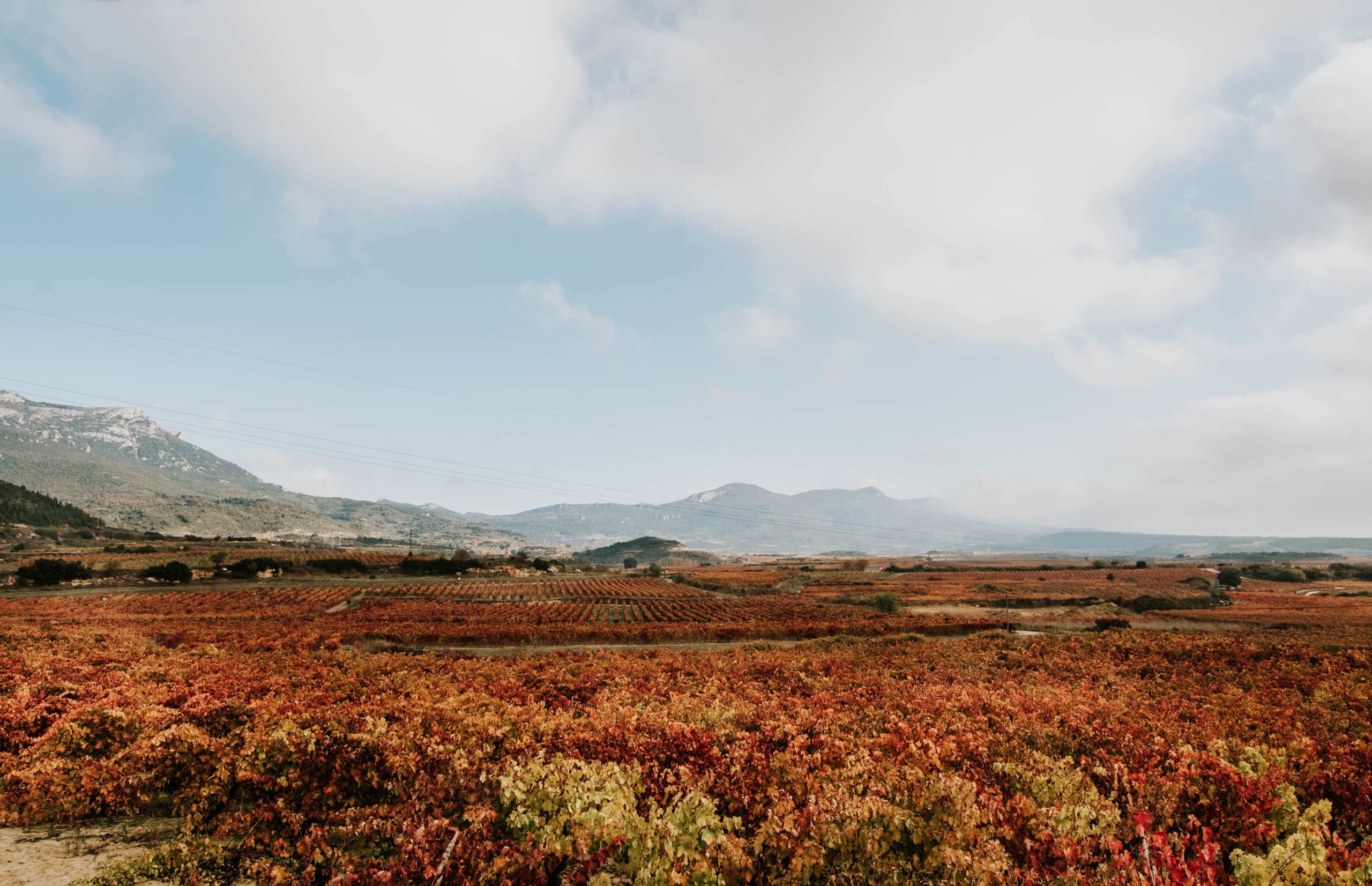 viñedo rioja franco-españolas