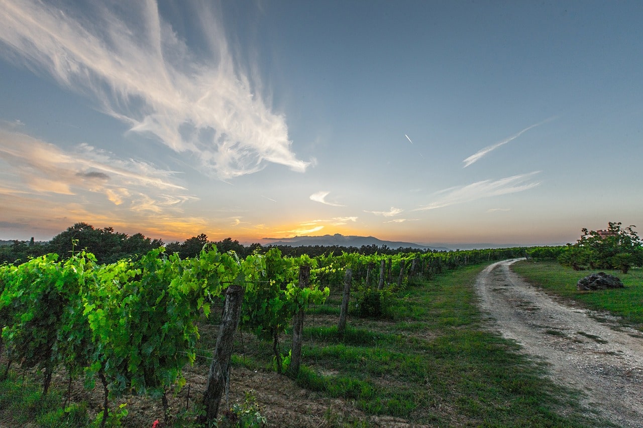 viñedo toscana